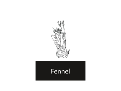 Fennel